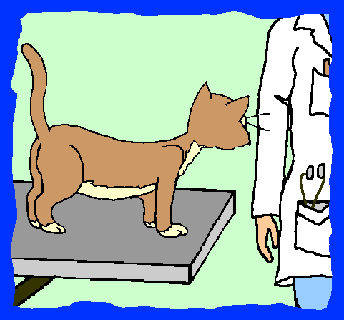 gatto
